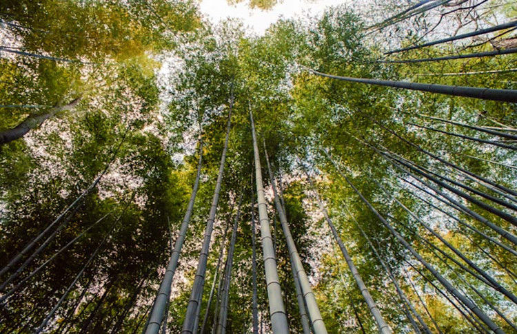 世界上最迷人的十大森林-宝贝梦－分享美丽.分享快乐.品味人生