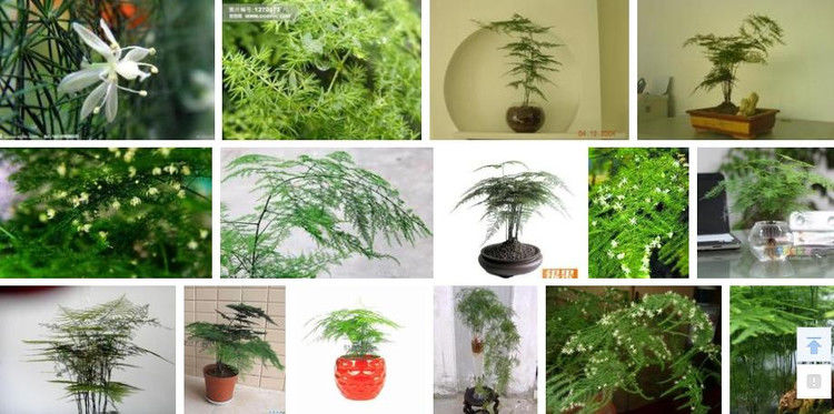 自制杀虫剂 - 南南 - 阳光南南（看新闻）
