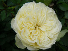 古色浪漫(Antique romantica