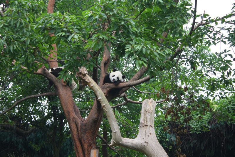 大熊猫栖息地 - 香儿 - 香儿
