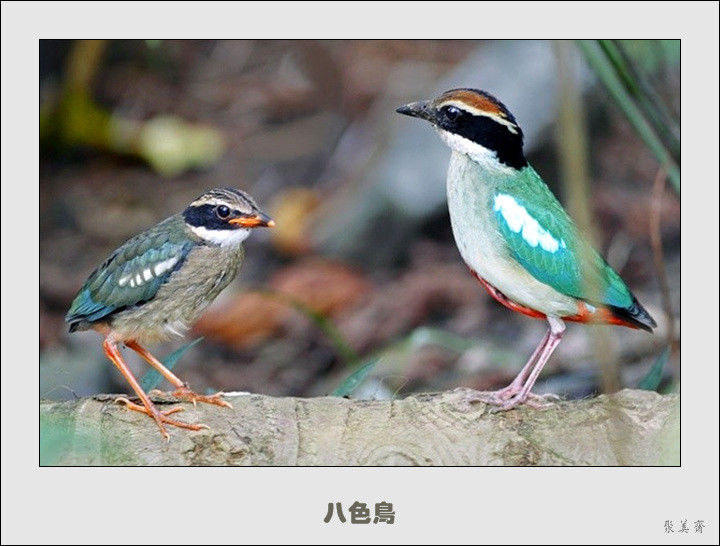 五十种漂亮的爱鸟！来认识一下吧！【美图共赏】 - 無為居士 - 聚美齋