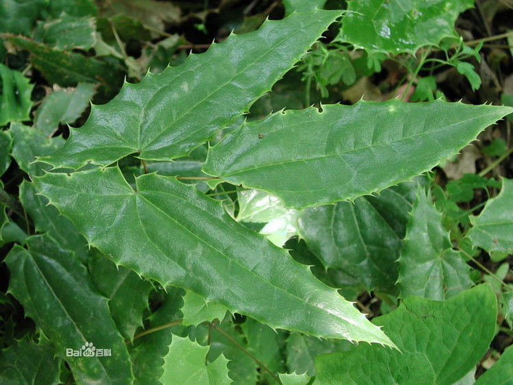 好厉害的药酒 - 我反正信了 - 我反正信了的博客