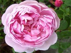 麦金塔（CharlesRennieMacki