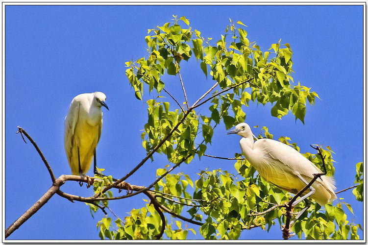 痴观白鹭弄清姿！【唯美组图】 - 無為居士 - 聚美齋