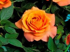 羚羊科德娜（Impala Kordana