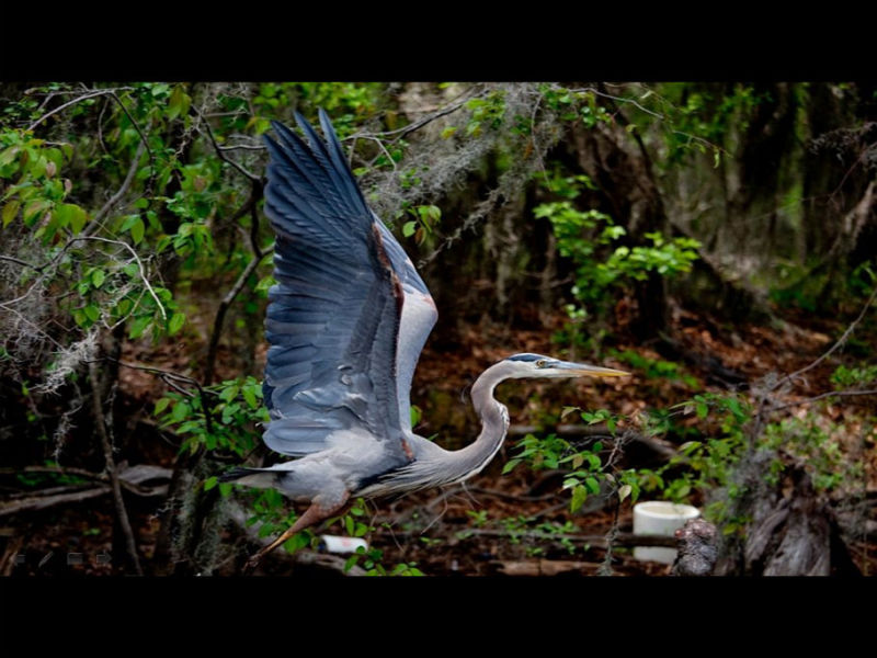 Rose【Caddo Lake】（4007） - Rose - Rose Yang的博客