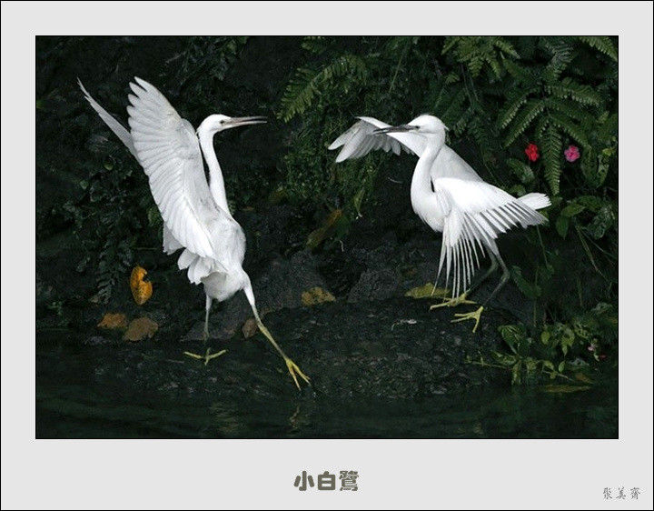 五十种漂亮的爱鸟！来认识一下吧！【美图共赏】 - 無為居士 - 聚美齋