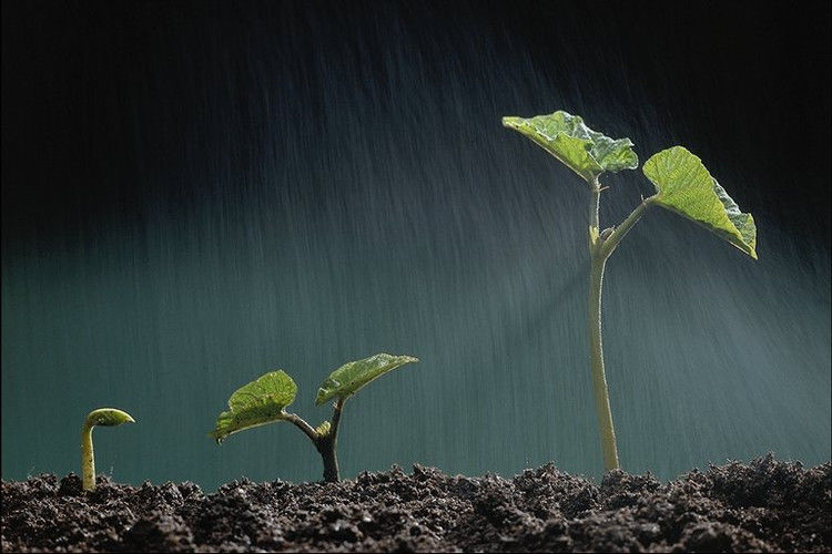 书屑集 - 细雨霏霏 - 细雨霏霏
