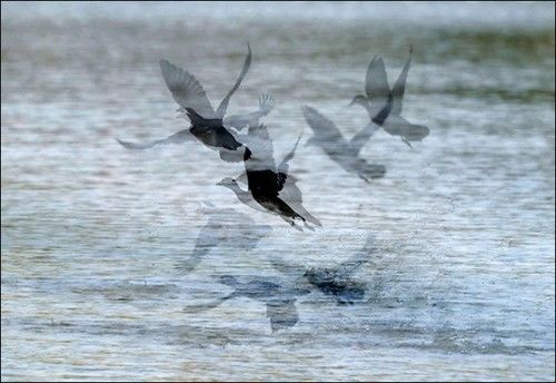 拍糊也是本事：用多重曝光与慢门打鸟