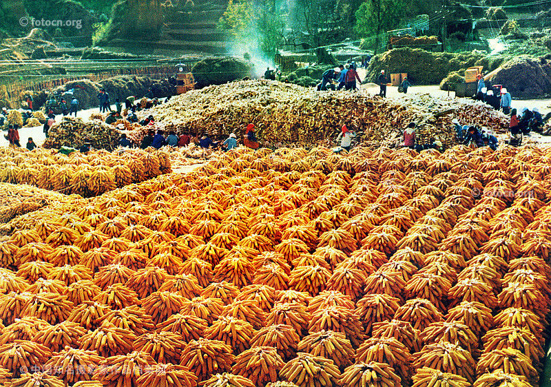 精选文革时期的政治生活高清彩照【下】 - 沉默的麻雀 - 沉默的麻雀的博客