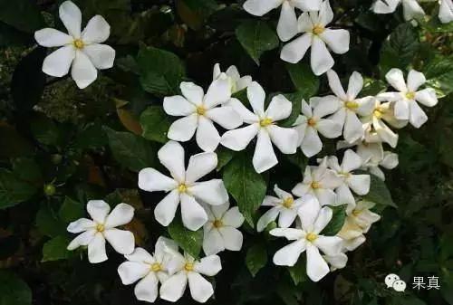 正宗的野果，很多城市人没吃过甚至没见过！