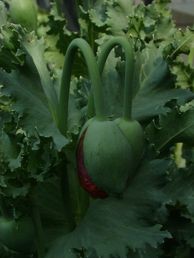 致命魅惑 罂粟 - 酒鬼鼠  - 酒鬼鼠