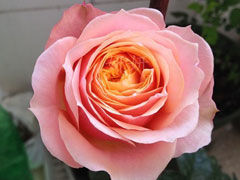 温柔珊瑚心(Vuvuzela)