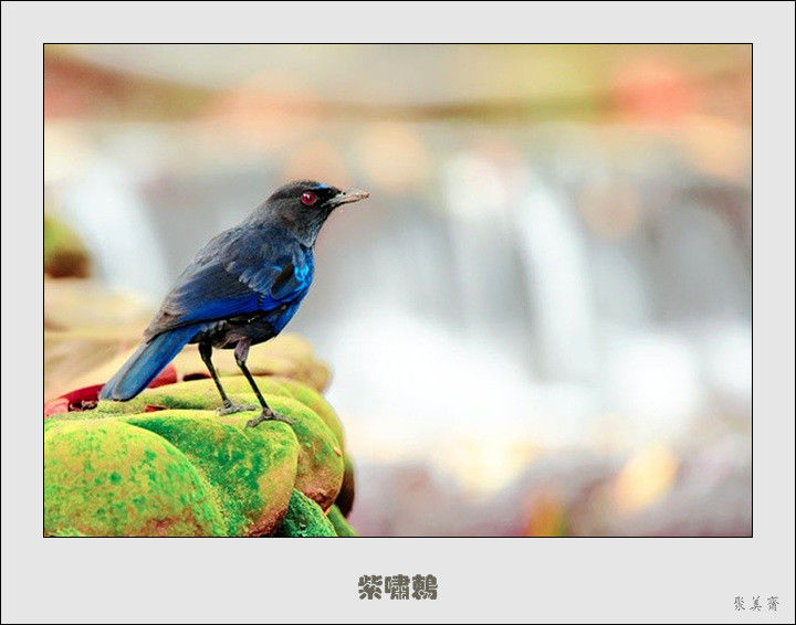 五十种漂亮的爱鸟！来认识一下吧！【美图共赏】 - 無為居士 - 聚美齋