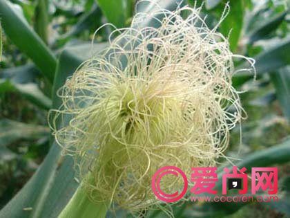 百法解百病 - 缘水禅心 - 