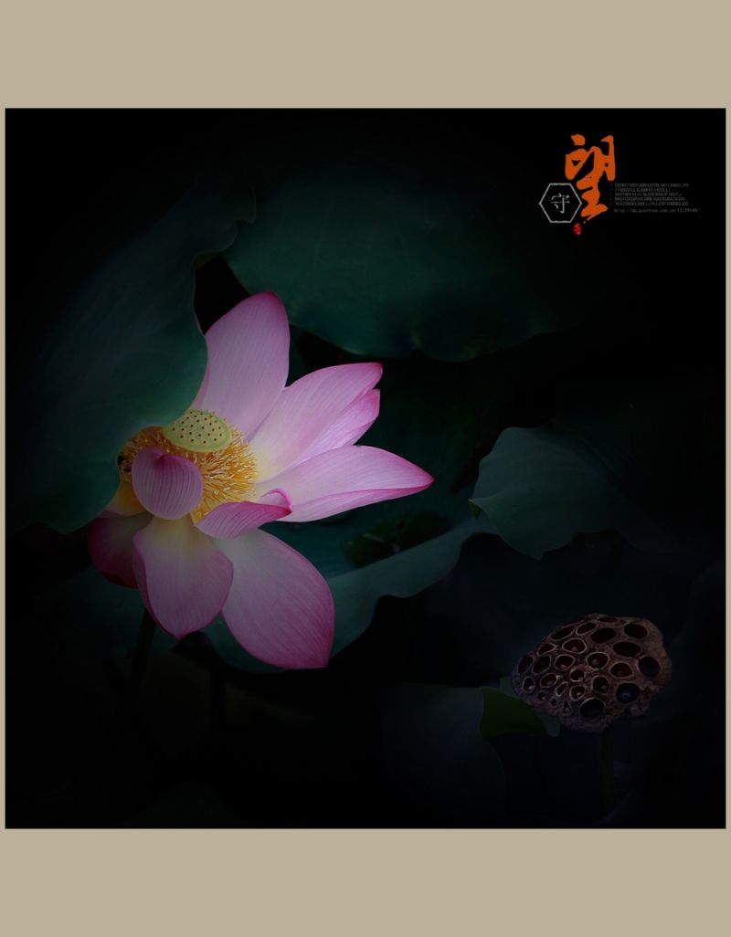 守望【2014荷之系列】