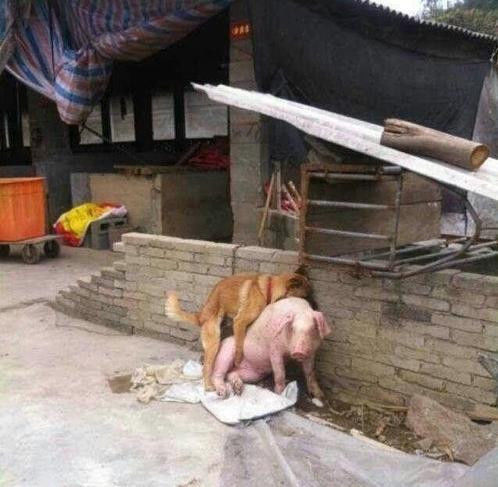 世界上牛人真多，真比不了！ - 台湾白酒88坑道 - 论樽酒行--台湾名酒