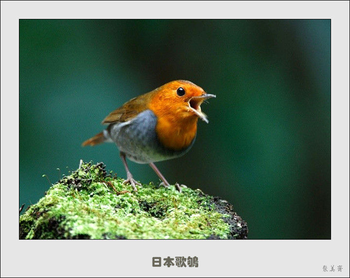 五十种漂亮的爱鸟！来认识一下吧！【美图共赏】 - 無為居士 - 聚美齋