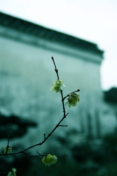 《梅花和雪竹》背景素材 - 彼岸桃花 - .