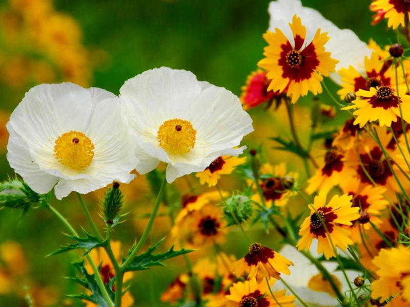 Rose【夏日花卉】（3490） -