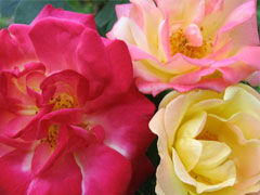 假面舞会Masquerade Climber