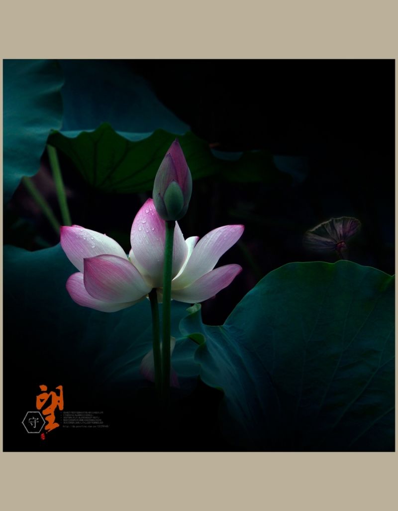 守望【2014荷之系列】