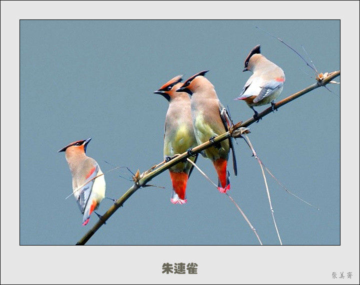 五十种漂亮的爱鸟！来认识一下吧！【美图共赏】 - 無為居士 - 聚美齋