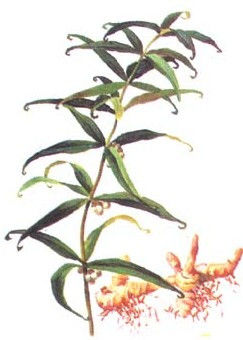 好厉害的药酒 - 我反正信了 - 我反正信了的博客