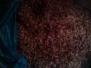 千里香[别名；九里香，满山香，过山香。]功能；行气止痛，活血散淤。作用；驱腥增香。