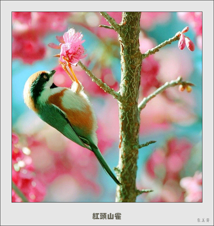 五十种漂亮的爱鸟！来认识一下吧！【美图共赏】 - 無為居士 - 聚美齋