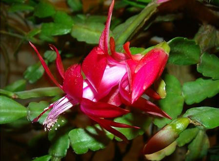 养花、养草、盆栽基础知识 - 美体、情感、博文精品 - 美体情感、心灵驿站