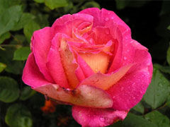 莫斯科大剧院(Bolshoi)