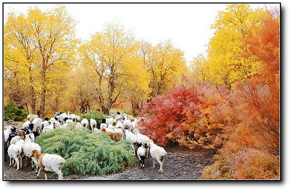 秋旖旎秋色 美不胜收  伊水一方 开心屋