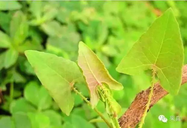 正宗的野果，很多城市人没吃过甚至没见过！