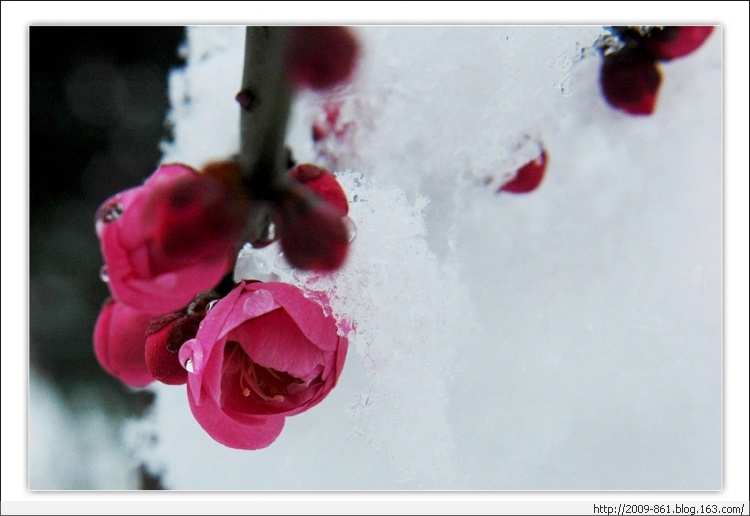 描写“梅”的诗句大全（唯美诗画） - 宝贝梦 - 享受人生