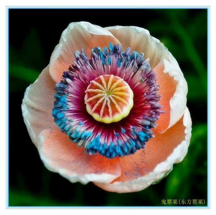 见识几种罕见的花卉