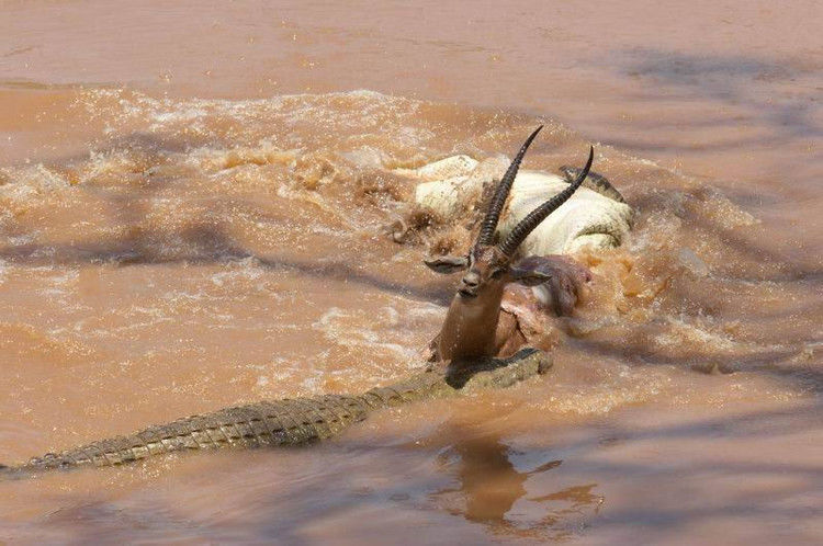 鳄鱼残暴的行凶瞬间 - 月  月 - 阳光月月《万网搜索》