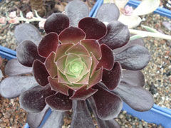 巫毒Aeonium Voodoo