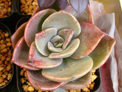 厚叶旭鹤Graptoveria BAINES