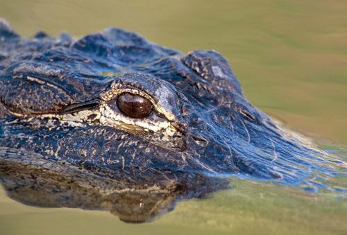 大学生必须知道的外国典故