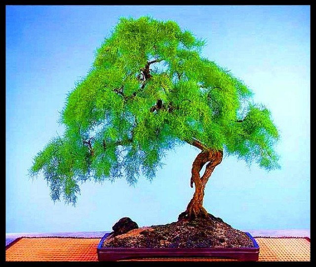 美妙绝伦的盆景 -