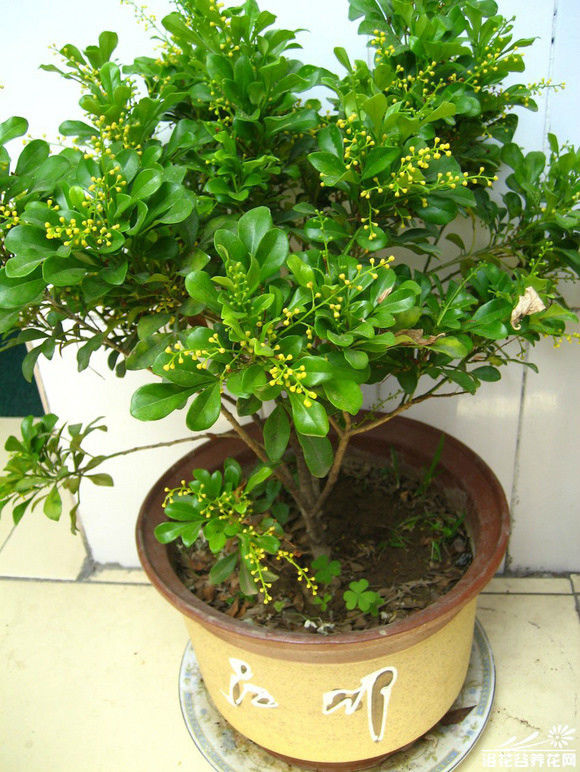 园艺师教你哪种花多久浇一次水 - 南山秀竹 - 南山文化园