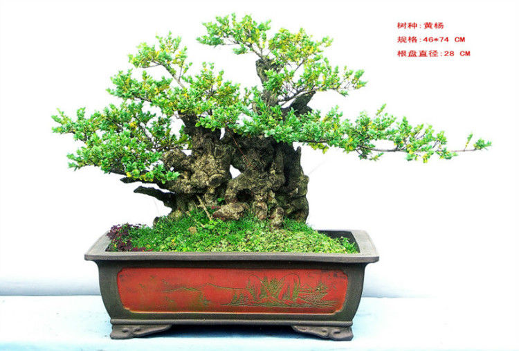 盆景—黄 - .