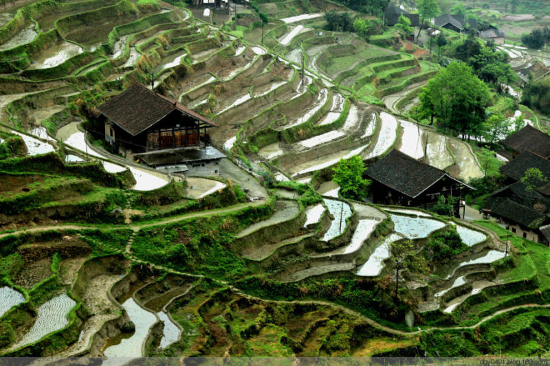 紫鹊界——冷风凄雨中的梯田 - 酉水人 - 酉水人