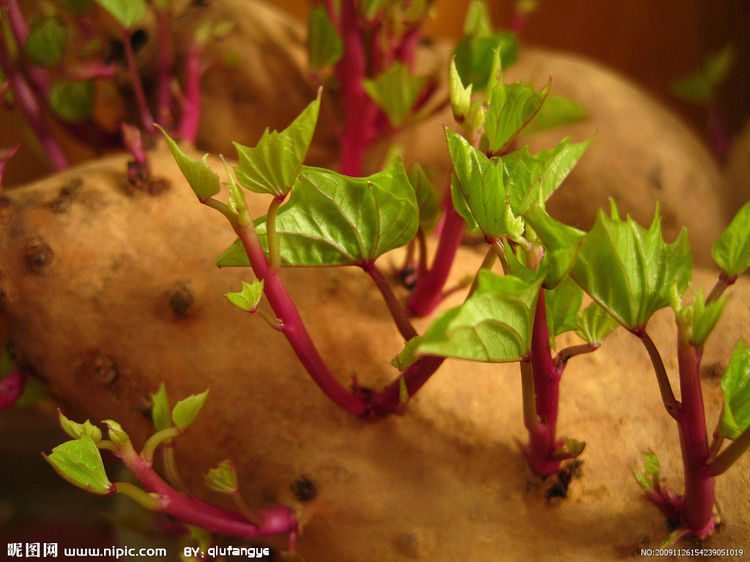 红薯的六种治病妙用 -  红杏 - 红杏