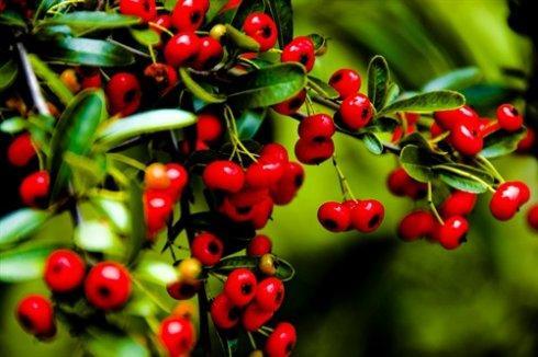 农村长大的，看看我们小时候吃的野果子