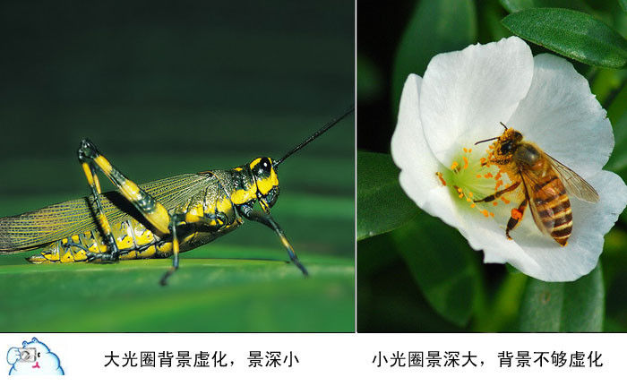 微距摄影十二条基础知识讲解 - 至尊宝 - 每个人的信仰都是存在的、进步的和近似的,