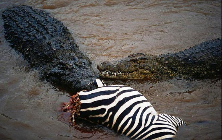 鳄鱼残暴的行凶瞬间 - 月  月 - 阳光月月《万网搜索》