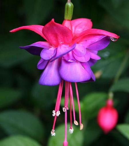 养花、养草、盆栽基础知识 - 美体、情感、博文精品 - 美体情感、心灵驿站