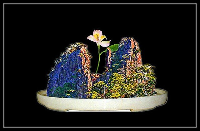 美妙绝伦的盆景 - 轻松愉快好心情 - nanwang2011530的博客